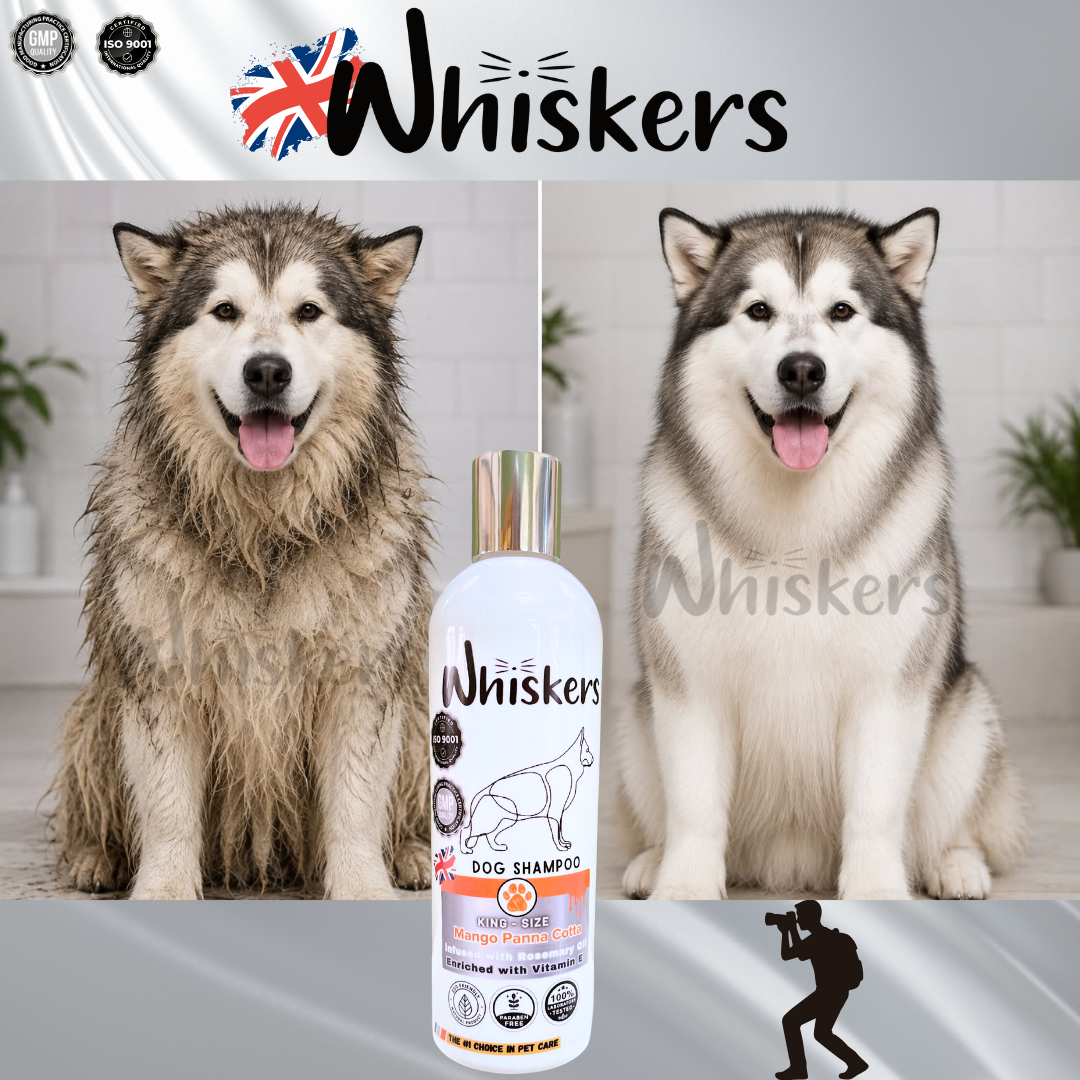 Whiskers King Size Pet Shampoo - Mango Panna Cota for Dogs & Cats