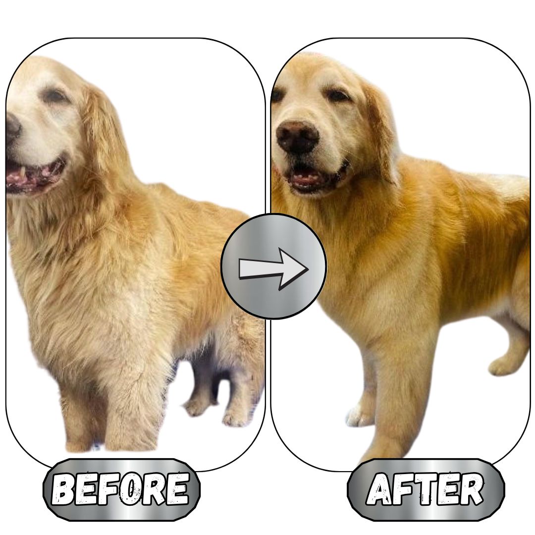 Whiskers Pet Shampoo – Comfort for Dogs & Cats