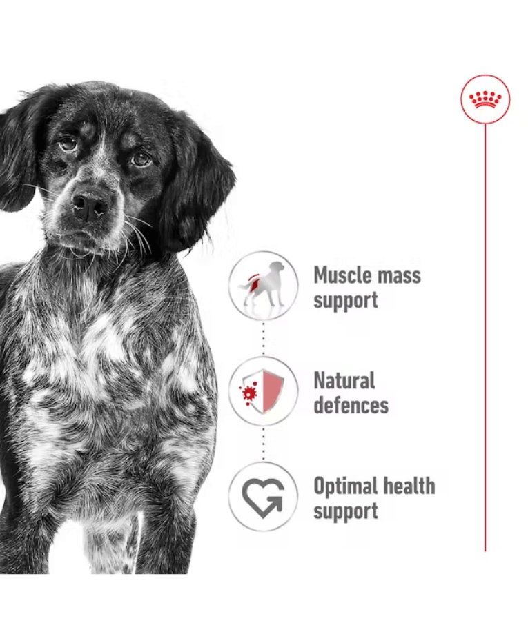 Royal Canin - Medium Breed Adult Loaf - Wet Food for Dogs 410g