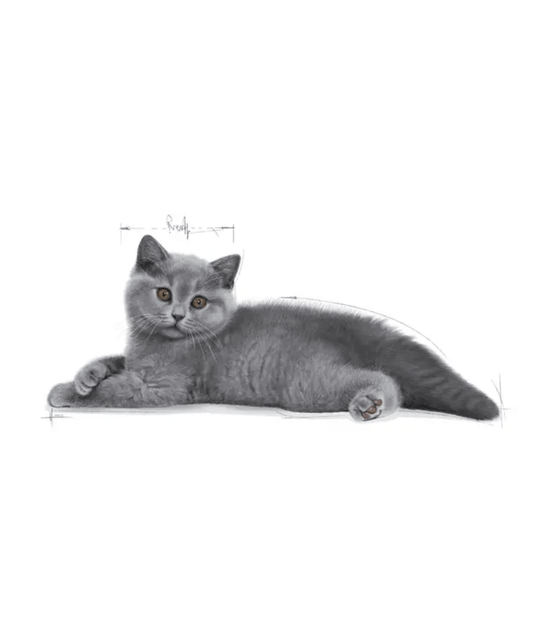 Royal Canin - British Shorthair Kitten - 2 kg