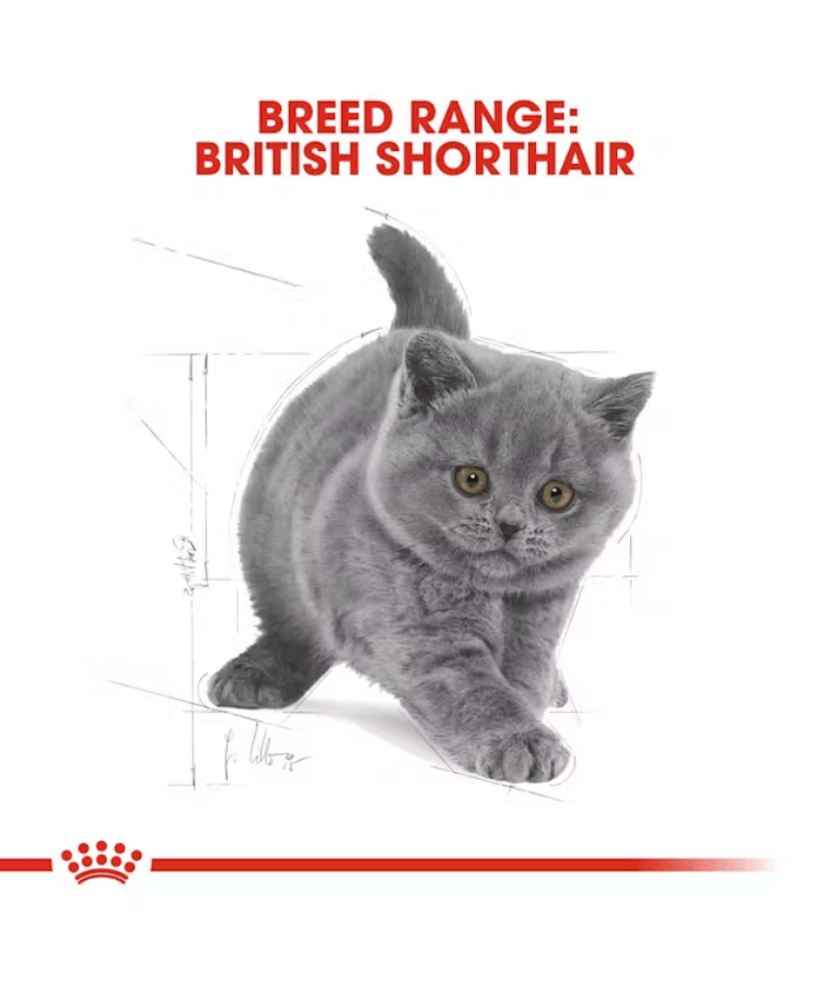 Royal Canin - British Shorthair Kitten - 2 kg