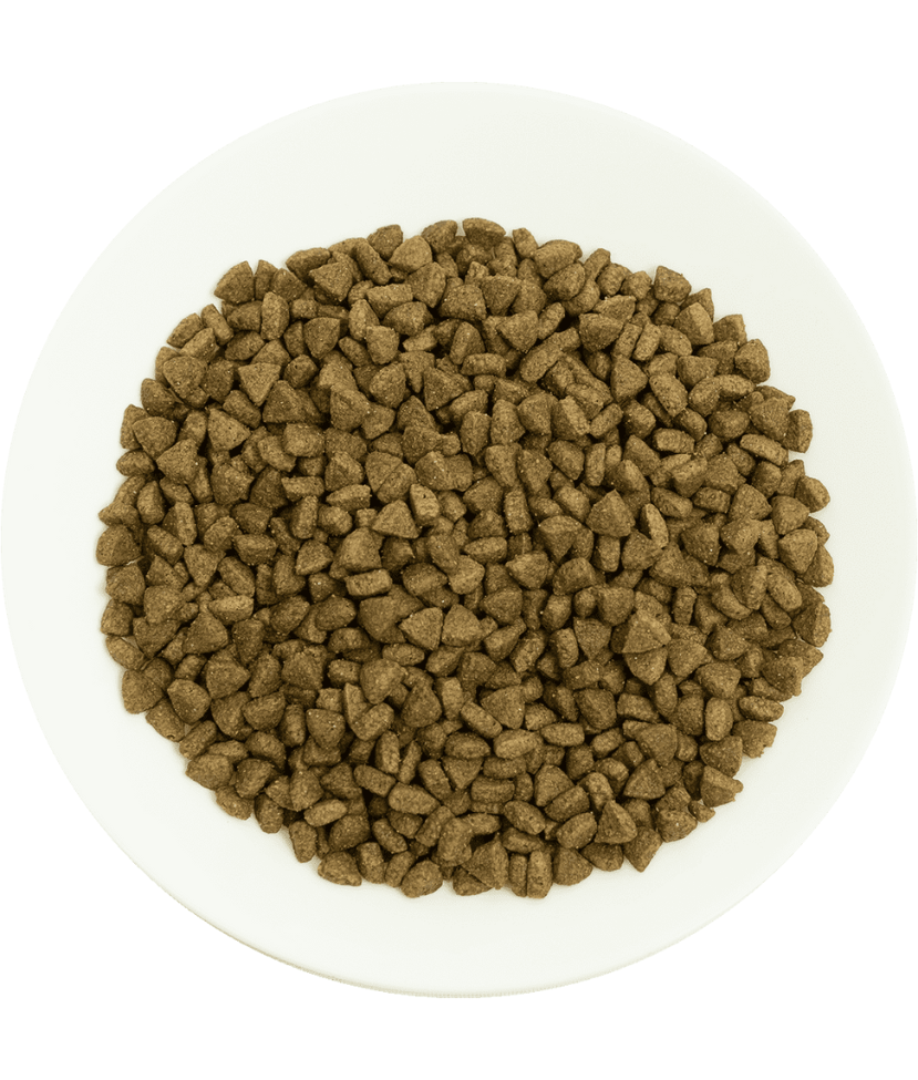 Prochoice - Pro 34 Salmon & Rice For Adult Cats 2kg-15kg