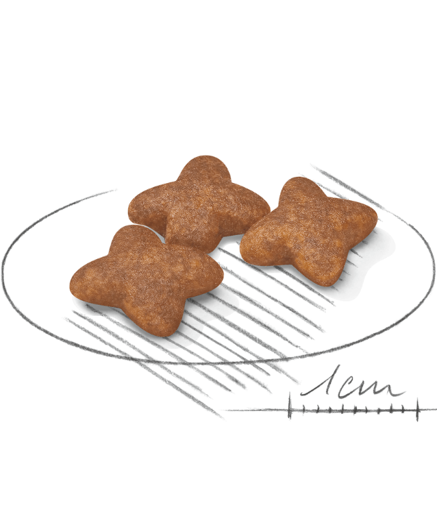 Royal Canin - Mini Adult 2kg-4kg-8kg